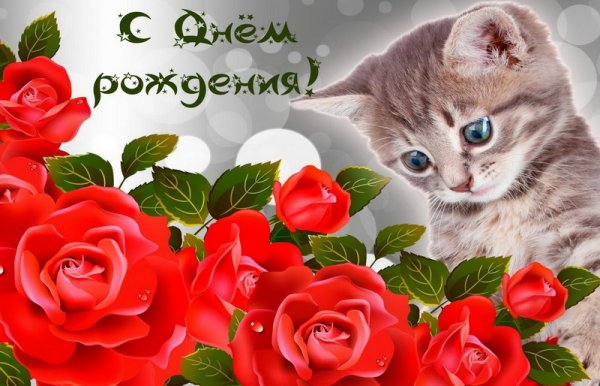 Котенок и красные розы на День рождения