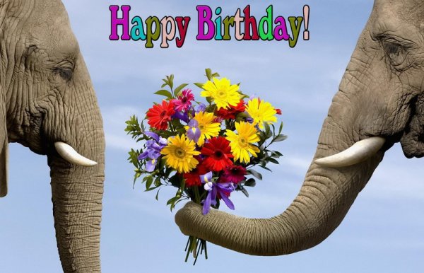 Happy Birthday, слоны с красивым букетом