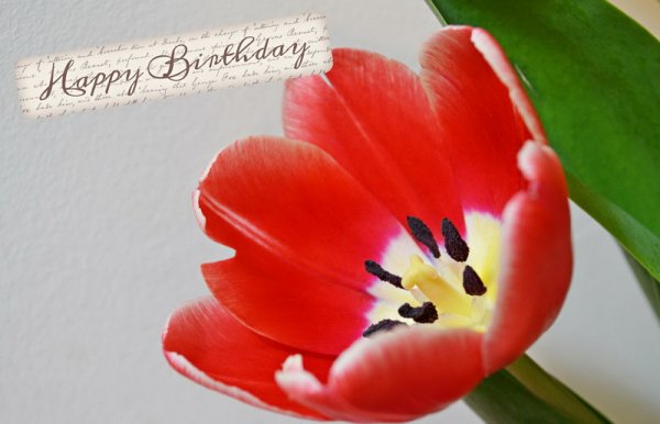 Happy Birthday, красный тюльпан