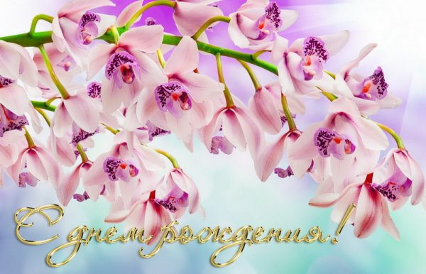 Для женщины, красивые белые цветы орхидеи