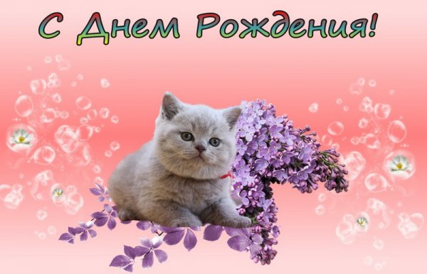Поздравление, цветок, котик
