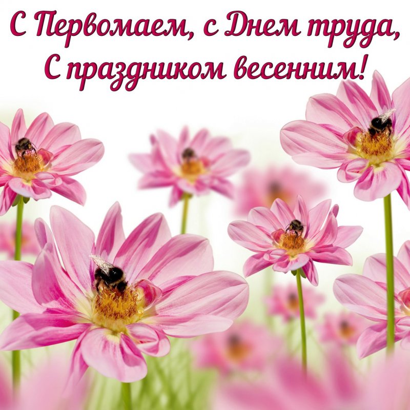 Розовые цветочки с пчелками на День труда c 1 мая