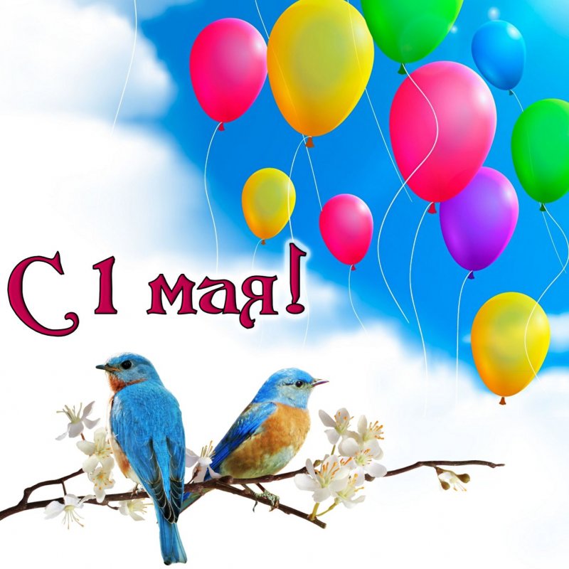 Картинка с птичками и воздушными шариками c 1 мая