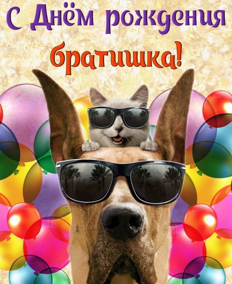 Собачка в очках  и кот на фоне шариков